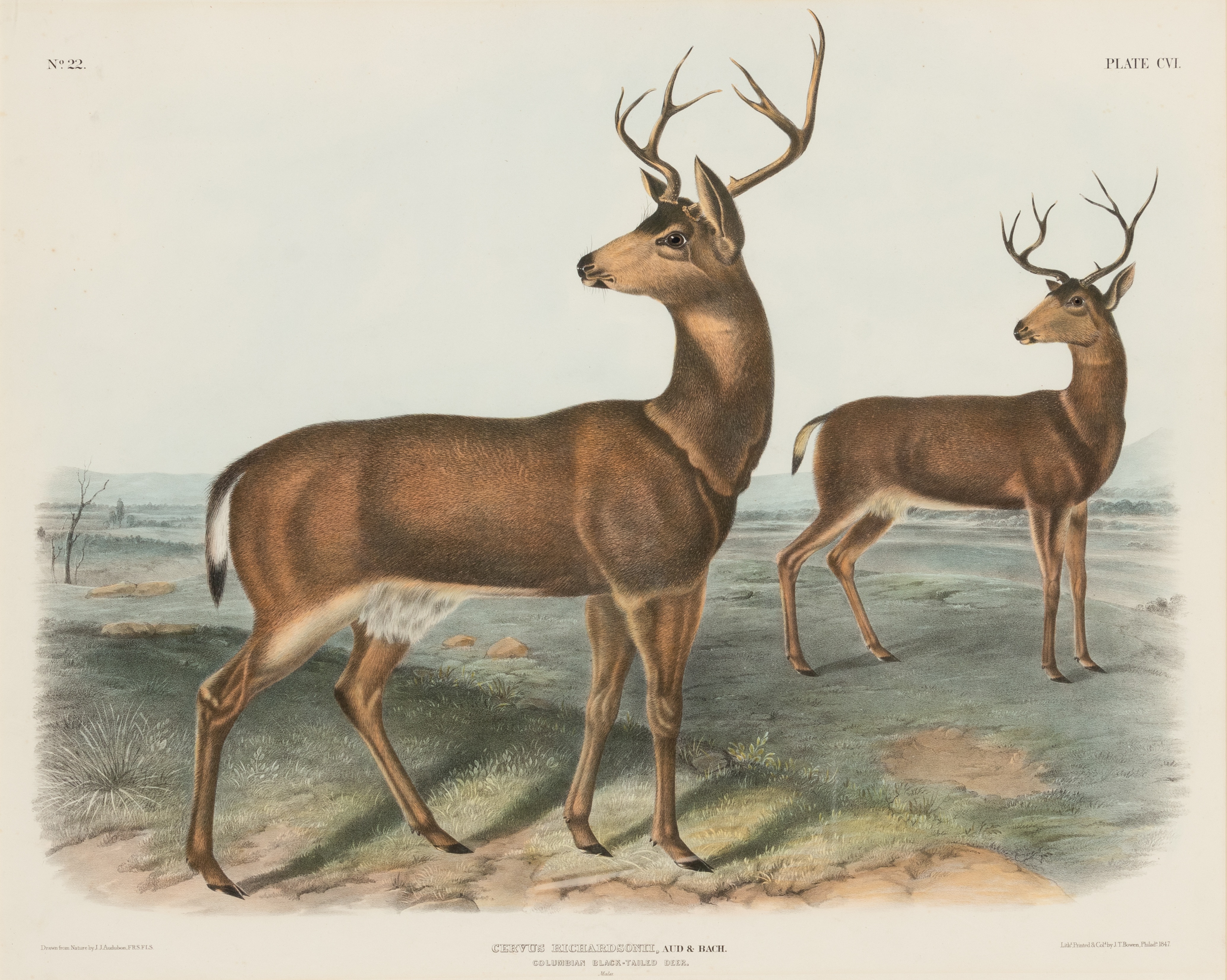 AUDUBON, John James. Pair of lithographs with hand-coloring from Quadrupeds of America, J. T. Bowen, - Image 2 of 4