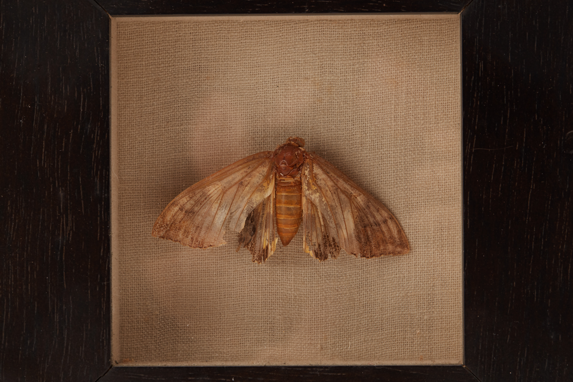 A PAIR OF TAXIDERMY MOTHS - Image 2 of 3