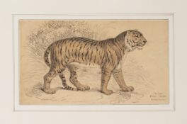 FOUR NATURAL HISTORY PRINTS OF ANIMALS