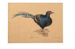 WALTER SPIES (GERMAN, 1895-1942) - STUDY OF A PHEASANT
