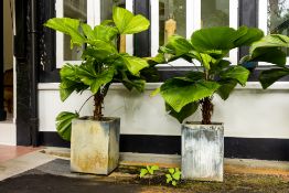 A PAIR OF SQUARE TROUGHS WITH PLANTS (2 OF 2)