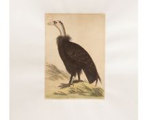 EIGHT NATURAL HISTORY PRINTS OF BIRDS