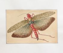 EIGHT NATURAL HISTORY PRINTS OF INSECTS