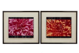 JULIAN COOMBS (XX) - PHOTOGRAPHIC PRINTS OF CHRYSANTHEMUMS