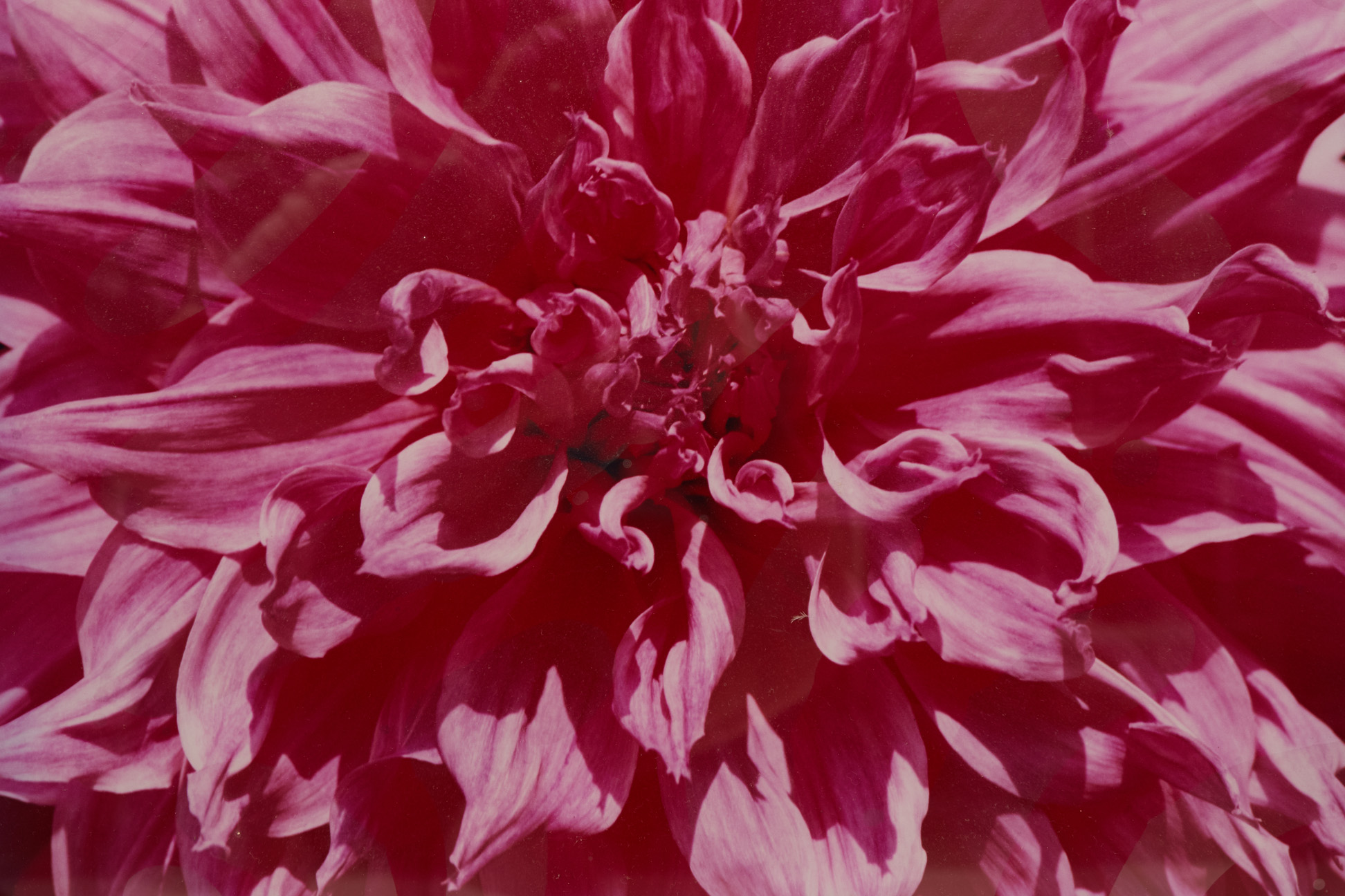 JULIAN COOMBS (XX) - PHOTOGRAPHIC PRINTS OF CHRYSANTHEMUMS - Image 2 of 3