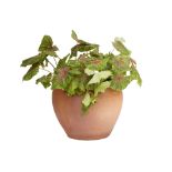 A TERRACOTTA POT WITH POTTED PLANT