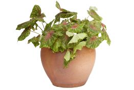 A TERRACOTTA POT WITH POTTED PLANT