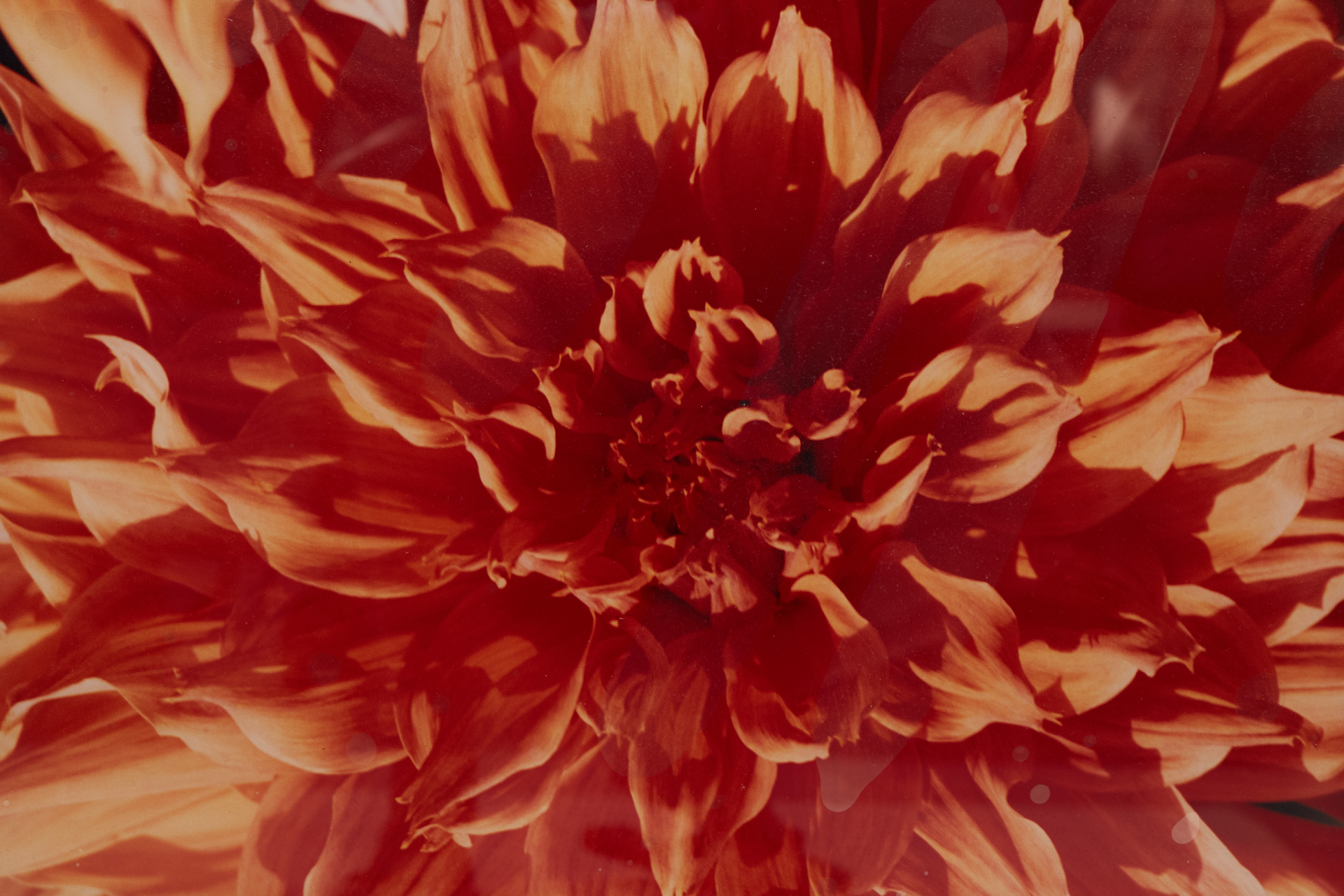JULIAN COOMBS (XX) - PHOTOGRAPHIC PRINTS OF CHRYSANTHEMUMS - Image 3 of 3
