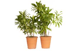 A PAIR OF TERRACOTTA POTS WITH POTTED PLANTS