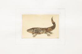 FOUR NATURAL HISTORY PRINTS OF FISH