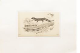 FOUR NATURAL HISTORY PRINTS OF REPTILES