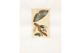 FOUR NATURAL HISTORY PRINTS OF WINGED INSECTS