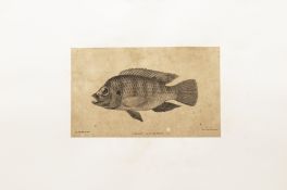 SIX NATURAL HISTORY PRINTS OF FISH