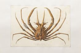 FOUR NATURAL HISTORY PRINTS OF CRABS