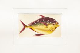 FOUR NATURAL HISTORY PRINTS OF FISH