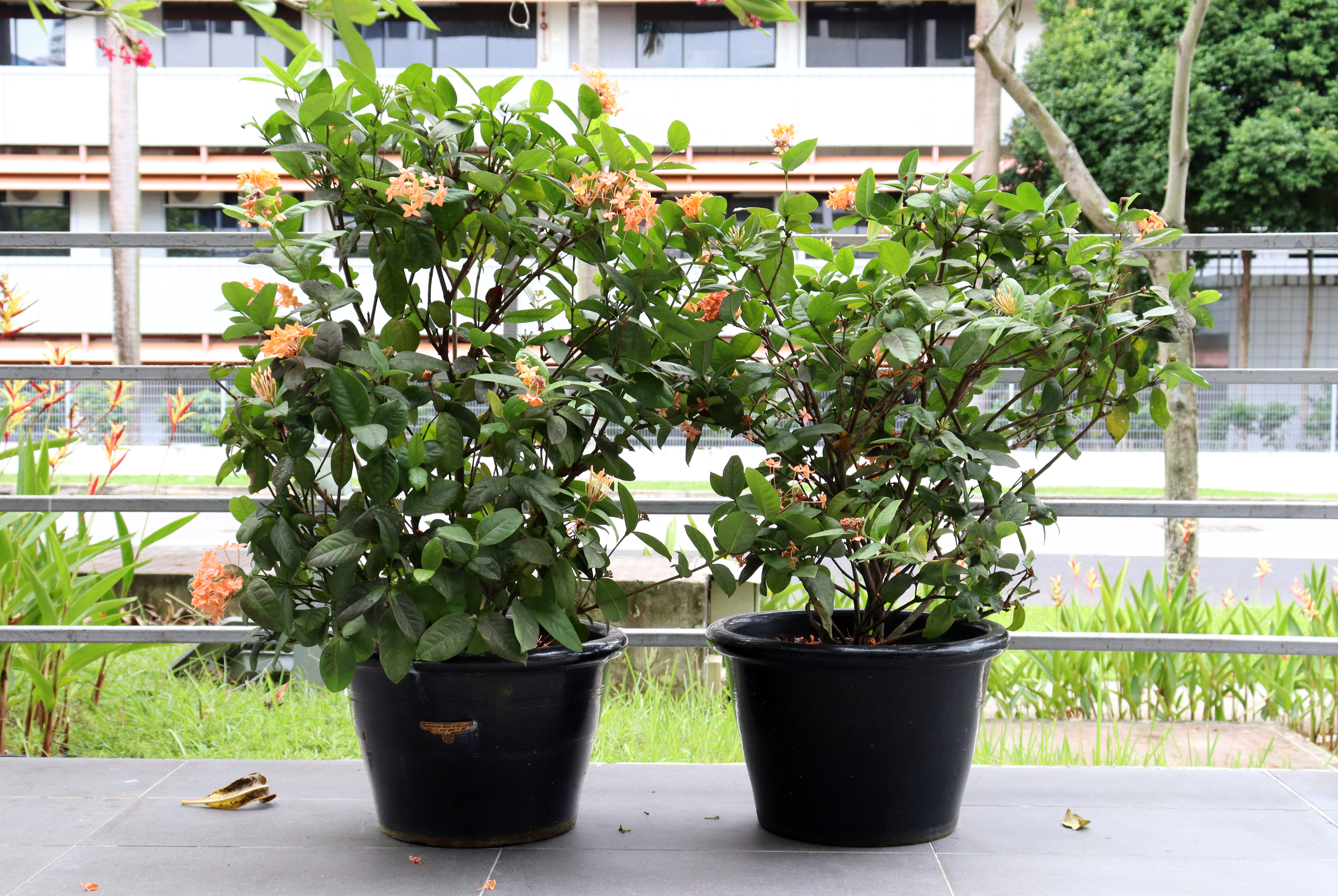 A PAIR OF BLACK CERAMIC POTS WITH PLANTS