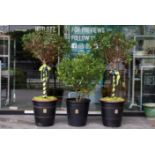 THREE 'KIKI ORIGINAL' POTTED BLACK CERAMIC POTS