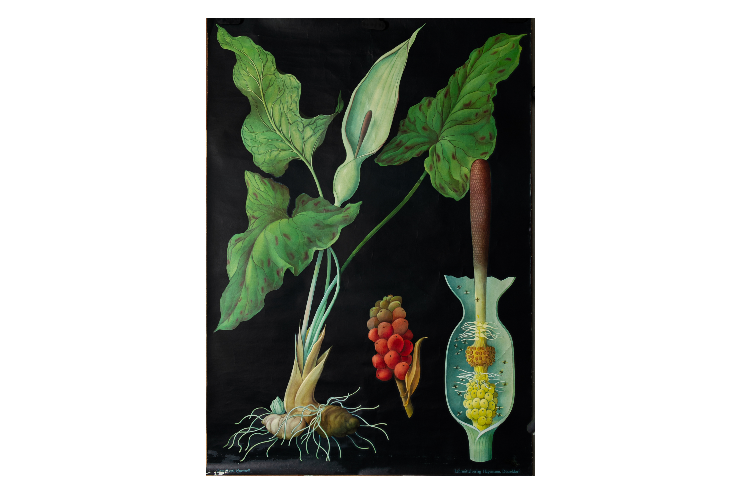 TWO GERMAN EDUCATIONAL POSTERS OF BOTANICALS - Image 3 of 3
