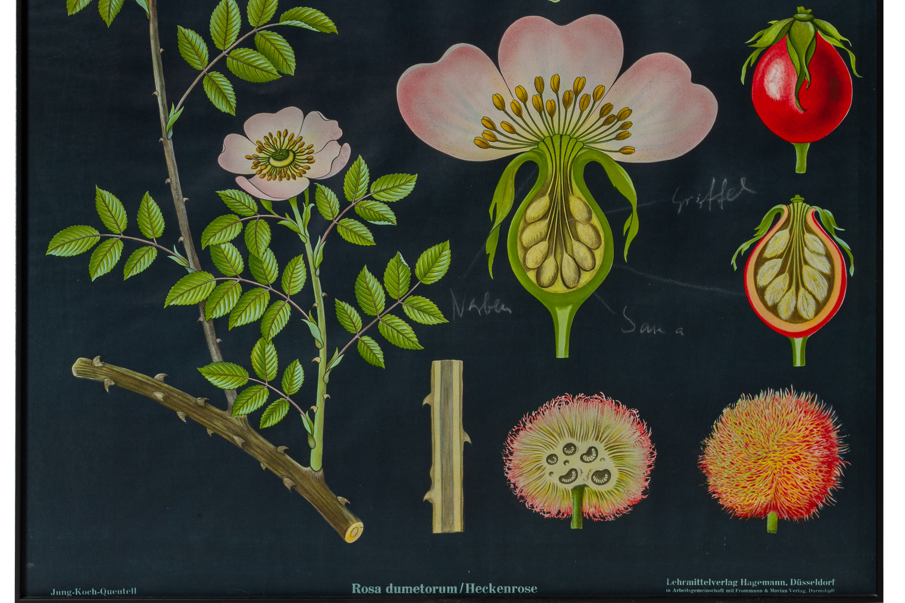 TWO GERMAN EDUCATIONAL POSTERS OF BOTANICALS - Bild 2 aus 3