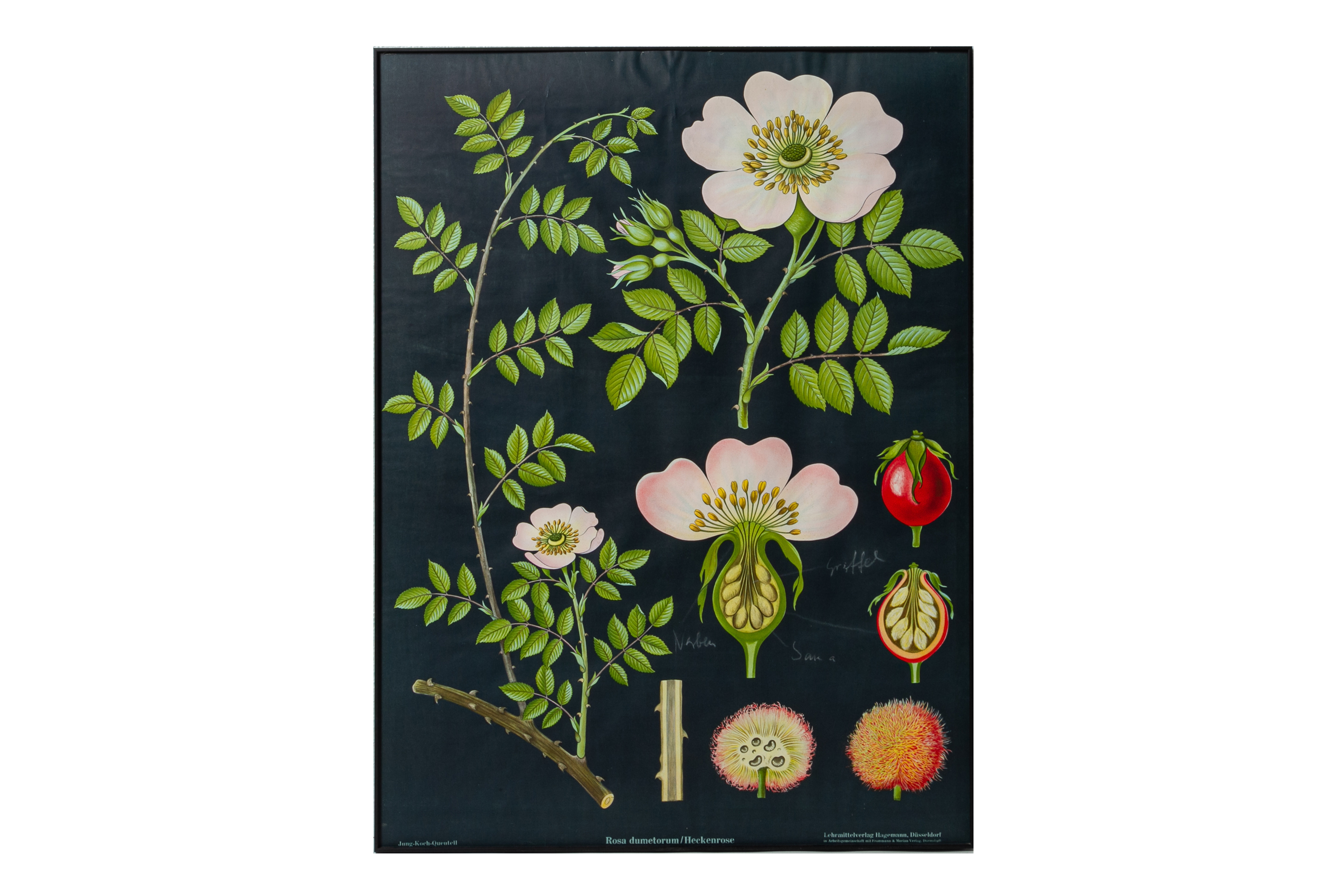 TWO GERMAN EDUCATIONAL POSTERS OF BOTANICALS
