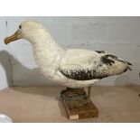 Antique Taxidermy Albatross - 94cm long and 35cm wide.
