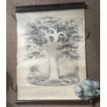 Antique Scottish Scroll Map Tree of Life - 19" wide scroll.