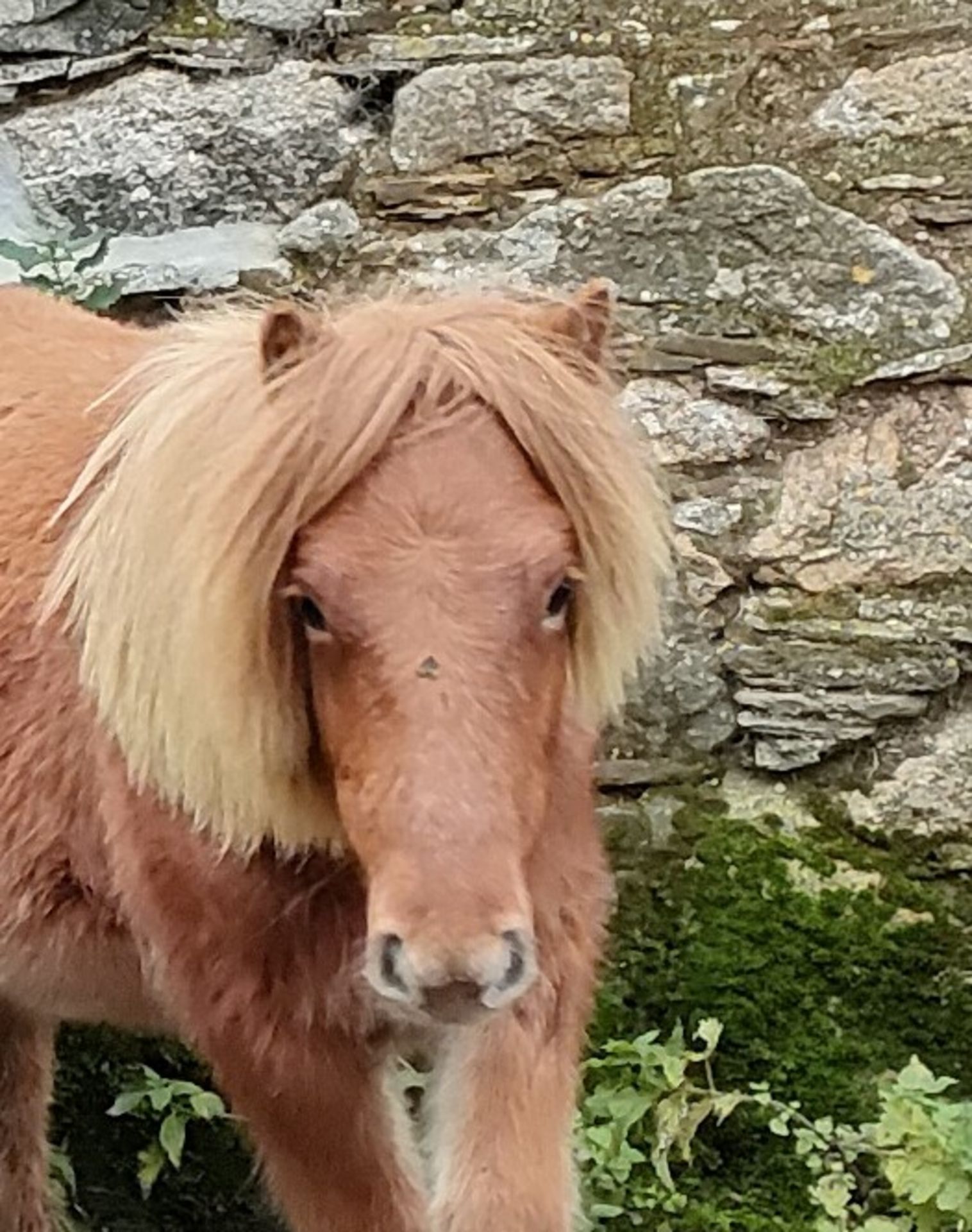 'GODSWORTHY' SHETLAND X CHESTNUT FILLY APPROX 18 MONTHS OLD - Image 9 of 9