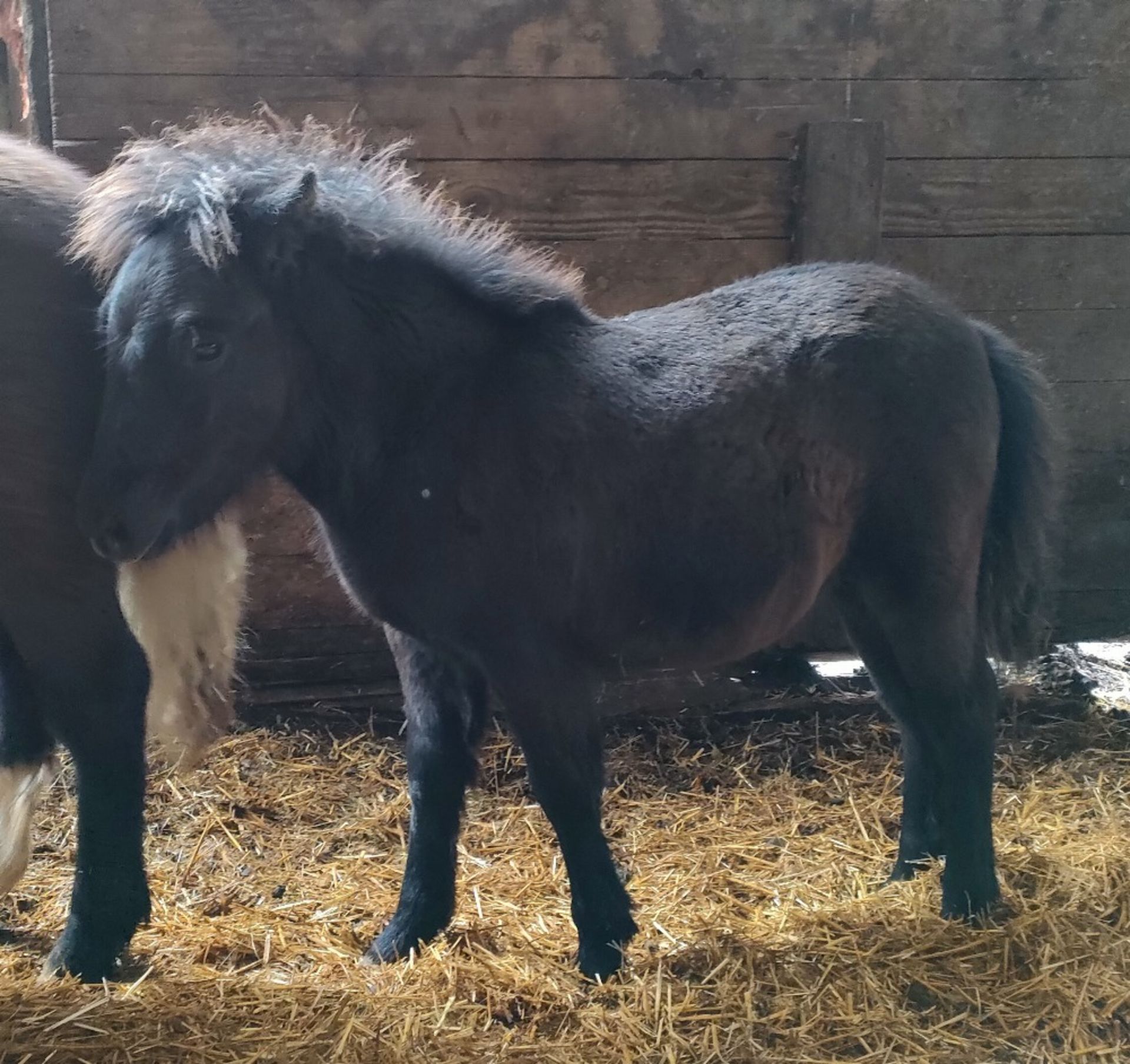 'VIXEN QUEEN'S GUARDSMAN' SHETLAND X BAY COLT APPROX 6 MONTHS OLD - Image 3 of 6