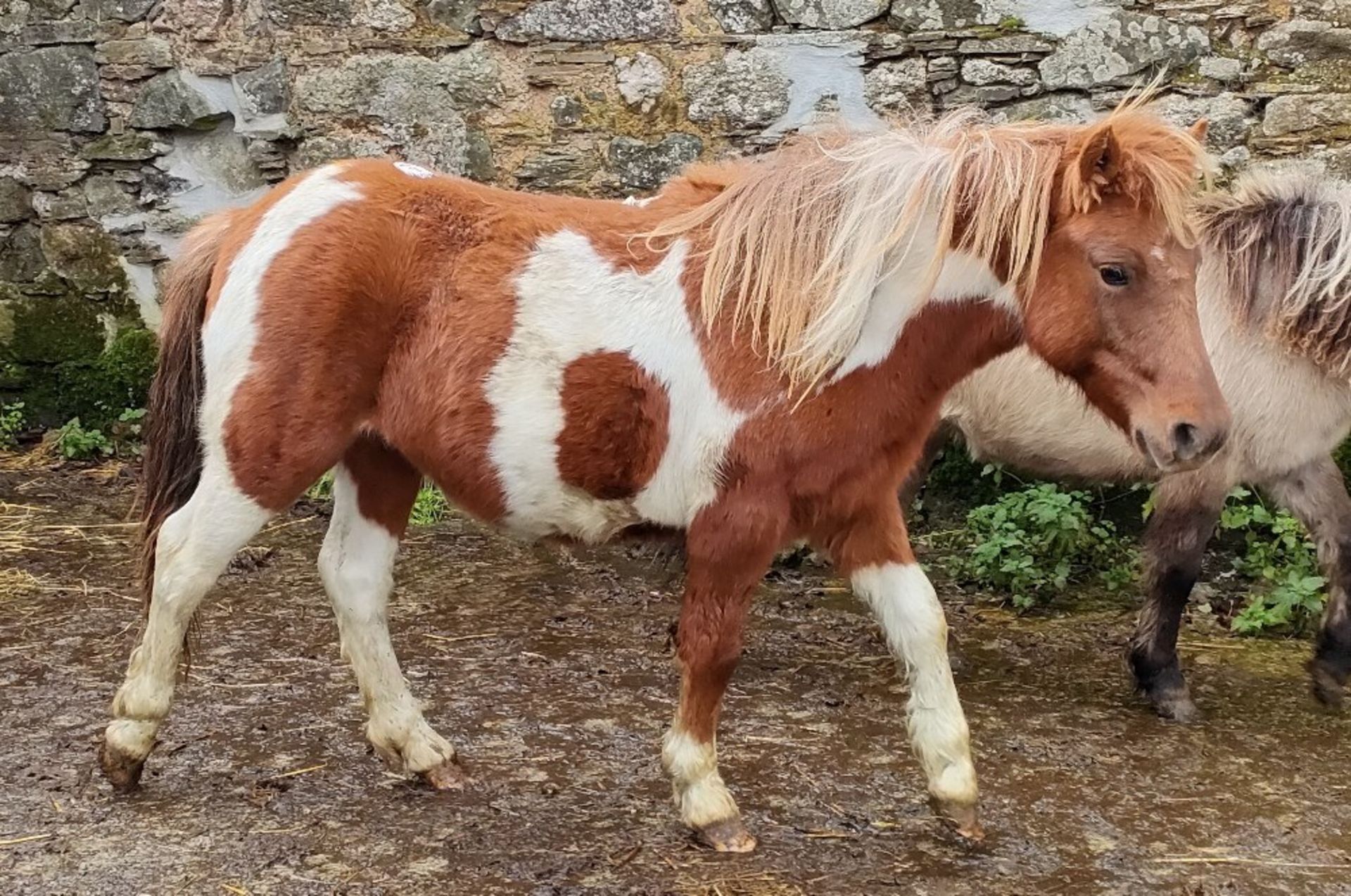 'GODSWORTHY' DARTMOOR HILL PONY SKEWBALD FILLY APPROX 18 MONTHS OLD - Image 5 of 6