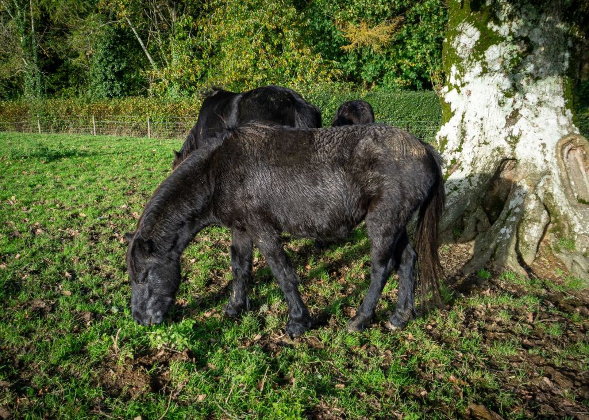 'LEIGH TOR' DARTMOOR HILL PONY BAY (LOOKS TO BE GOING GREY) COLT APPROX 18 MONTHS OLD