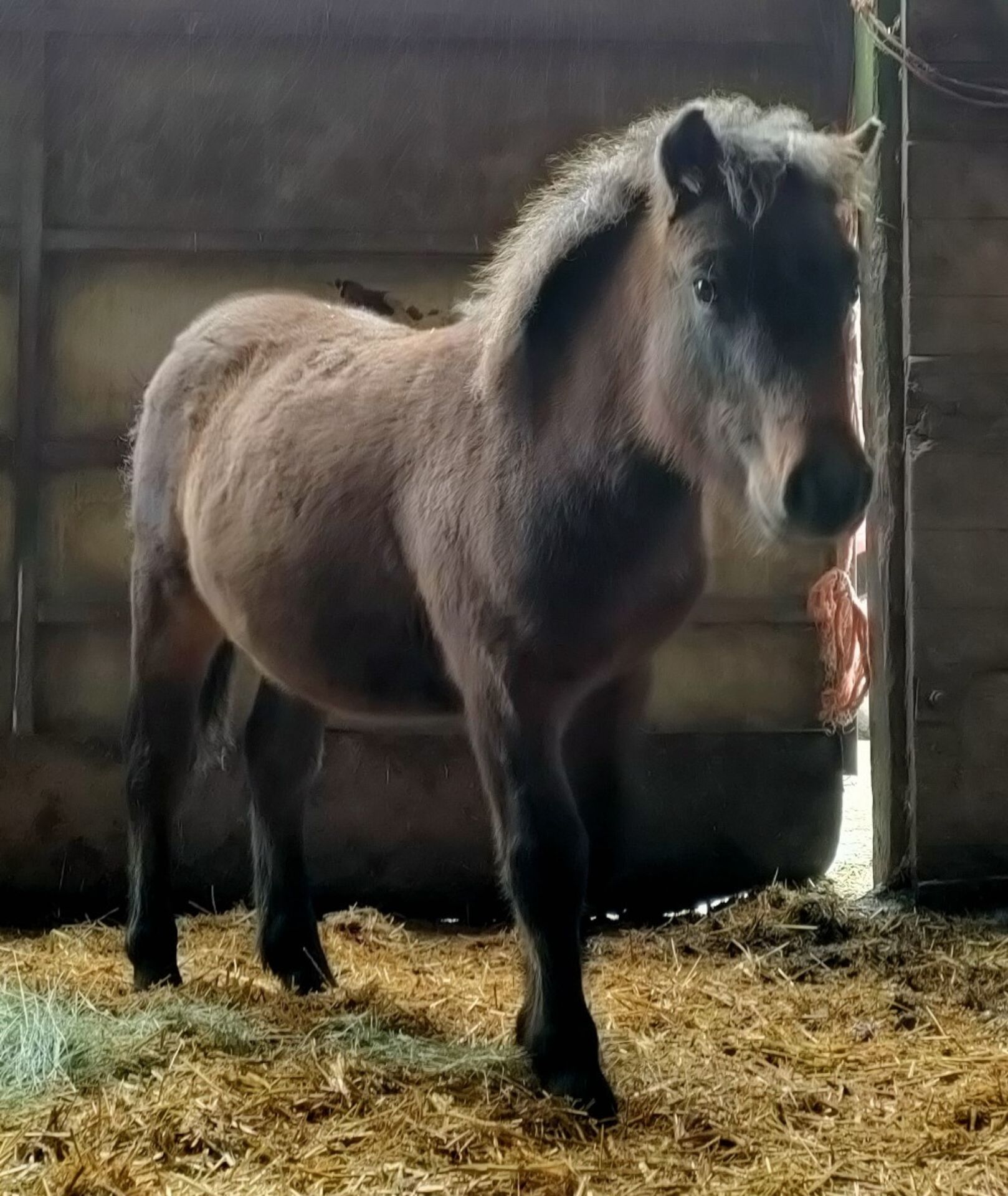'VIXEN QUEEN'S PROTECTOR' SHETLAND X BAY COLT APPROX 6 MONTHS OLD - Image 4 of 7