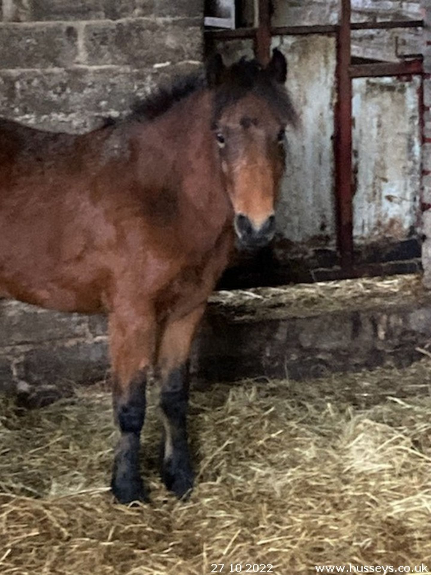 'FOXWORTHY' DARTMOOR HILL PONY BRIGHT BAY FILLY APPROX 18 MONTHS OLD