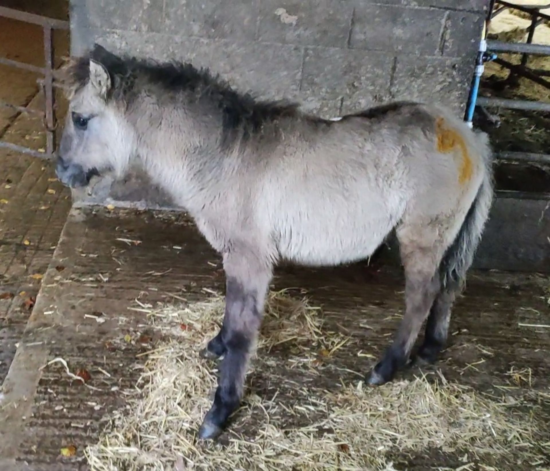 'VIXEN QUEEN'S LADY IN WAITING' SHETLAND X DUN FILLY APPROX 6 MONTHS OLD - Image 8 of 10