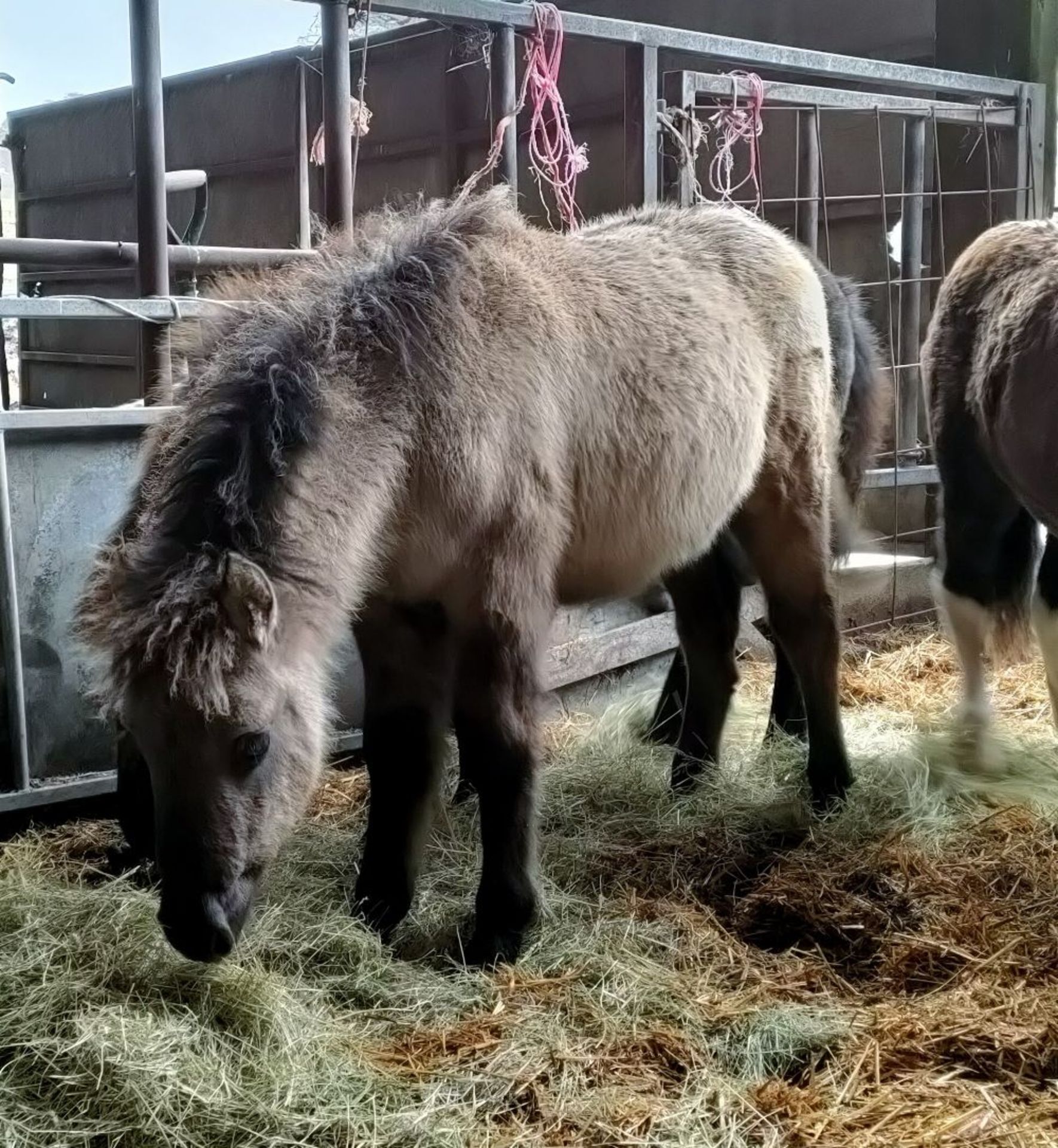 'VIXEN QUEEN'S LADY IN WAITING' SHETLAND X DUN FILLY APPROX 6 MONTHS OLD - Image 7 of 10