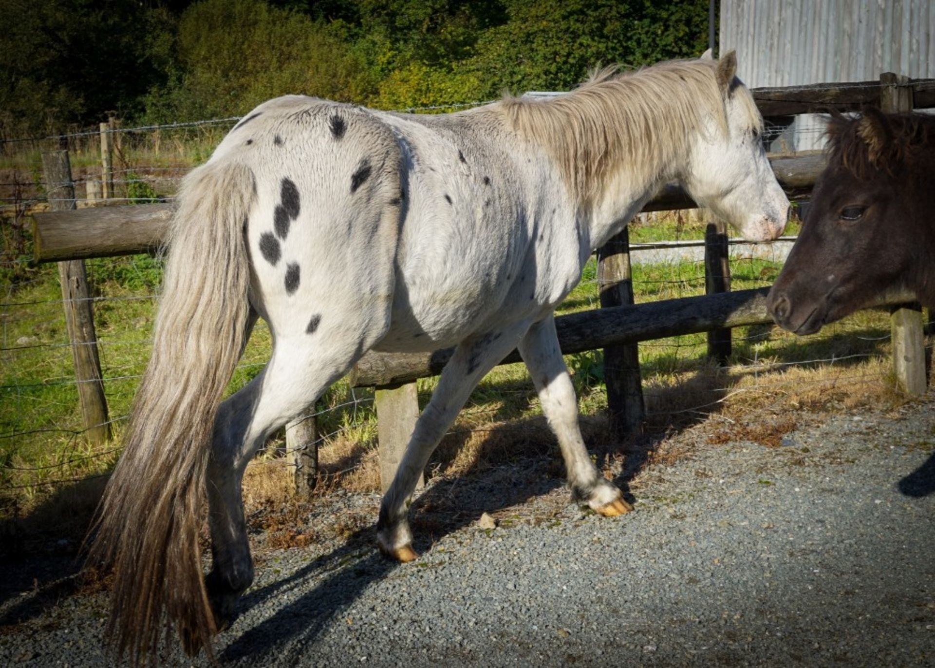 'WAYTOWN' DARTMOOR HILL PONY SPOTTED COLT APRROX 2 YEARS OLD - Image 2 of 7