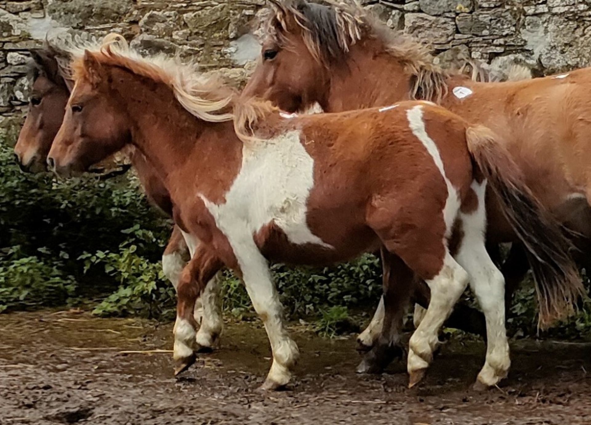 'GODSWORTHY' DARTMOOR HILL PONY SKEWBALD FILLY APPROX 18 MONTHS OLD - Image 2 of 6