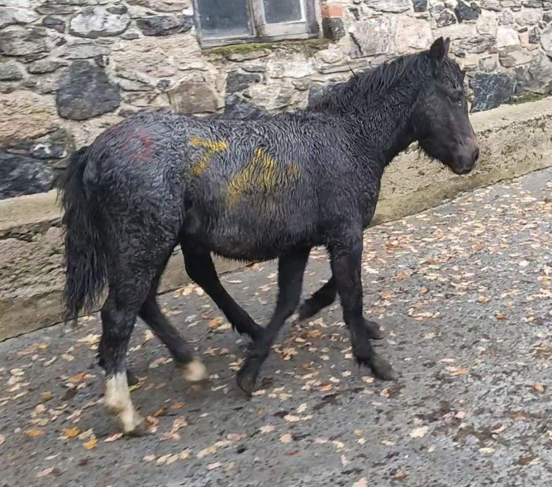 'LEIGH TOR' DARTMOOR HILL PONY IRON GREY FILLY FOAL - Image 3 of 4