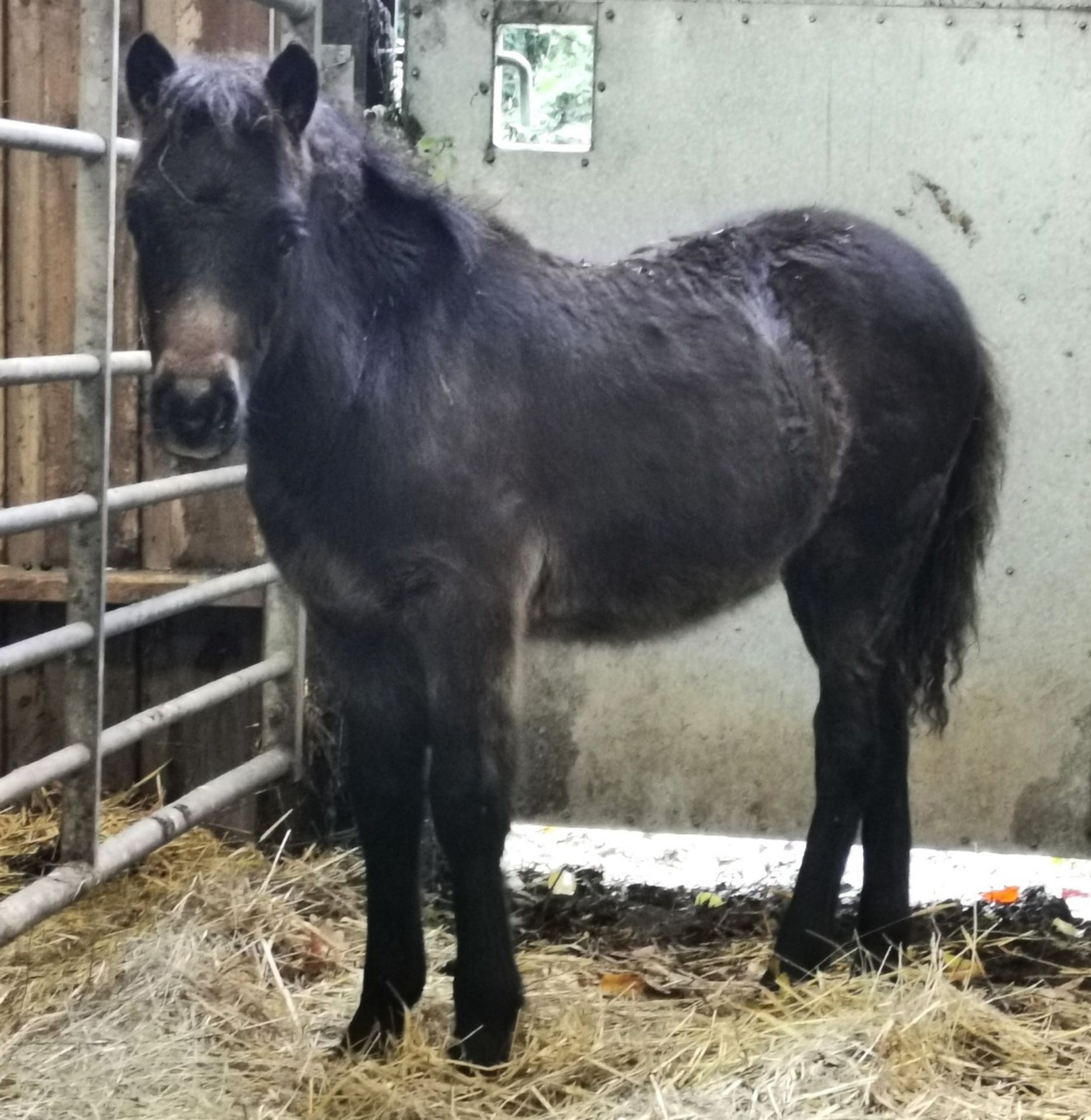 'HOLNE COURT HERBY' DARTMOOR HILL PONY DARK BAY COLT APPROX 6 MONTHS OLD - Image 3 of 5