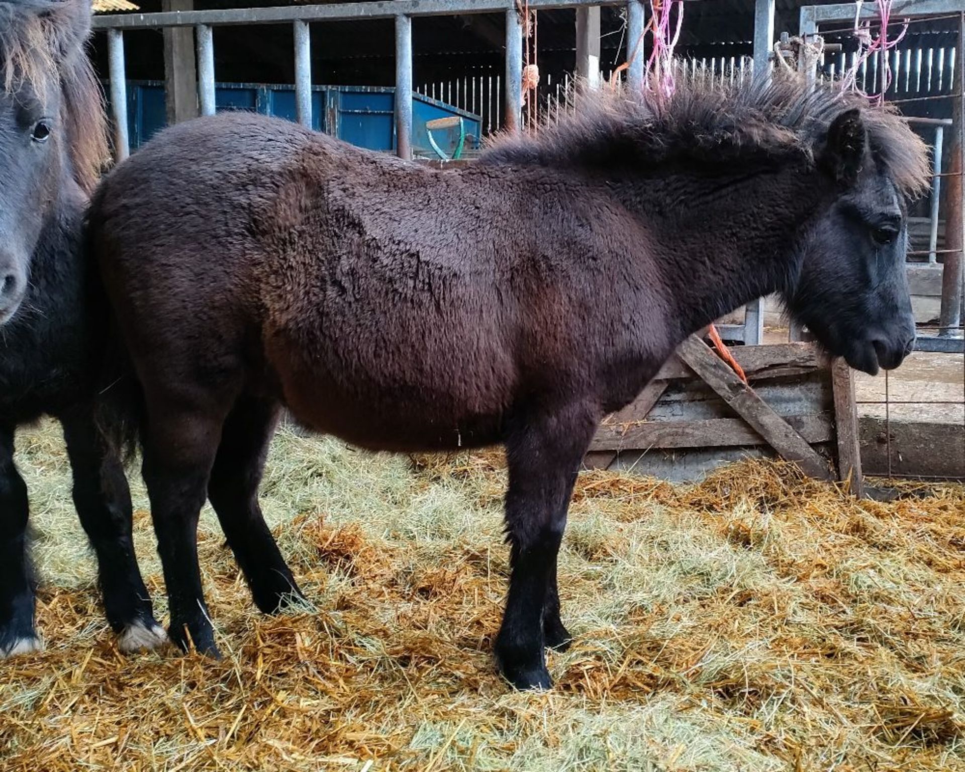 'VIXEN QUEEN'S GUARDSMAN' SHETLAND X BAY COLT APPROX 6 MONTHS OLD - Image 6 of 6