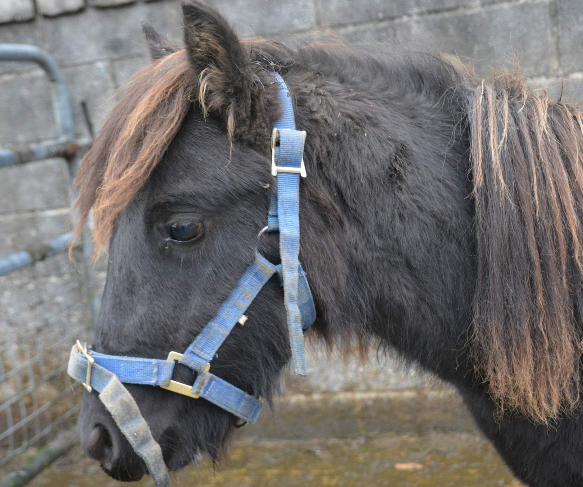 'BLACKATOR LILLIBET' DARTMOOR HILL PONY BLACK FILLY APPROX 7 MONTHS OLD - Image 4 of 7