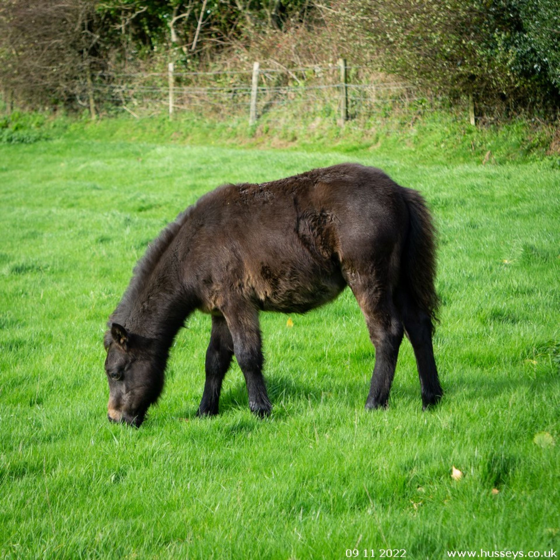 'HOLNE COURT HERBY' DARTMOOR HILL PONY DARK BAY COLT APPROX 6 MONTHS OLD - Image 2 of 5