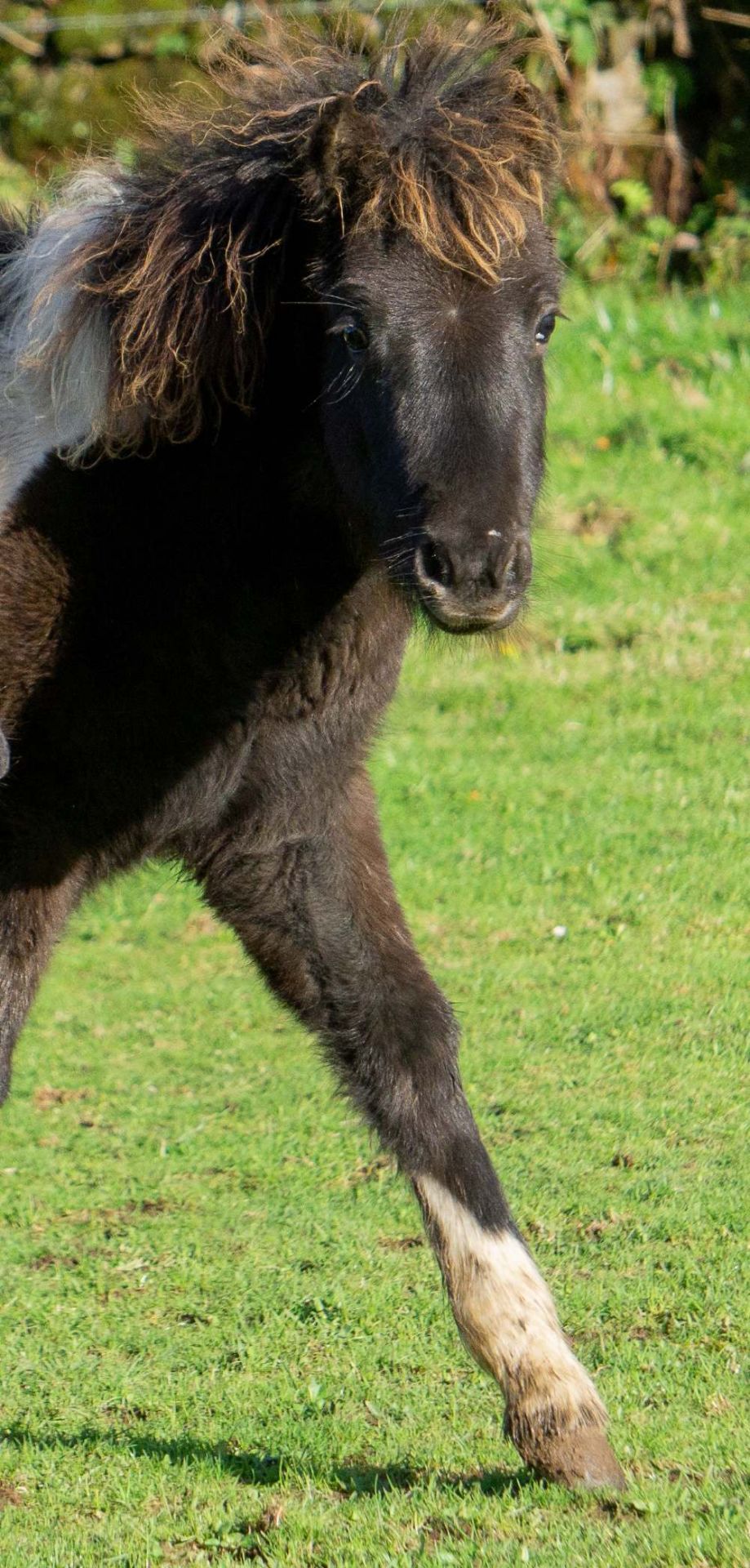 'CATOR' DARTMOOR HILL PONY PIEBALD FILLY FOAL - Image 3 of 10