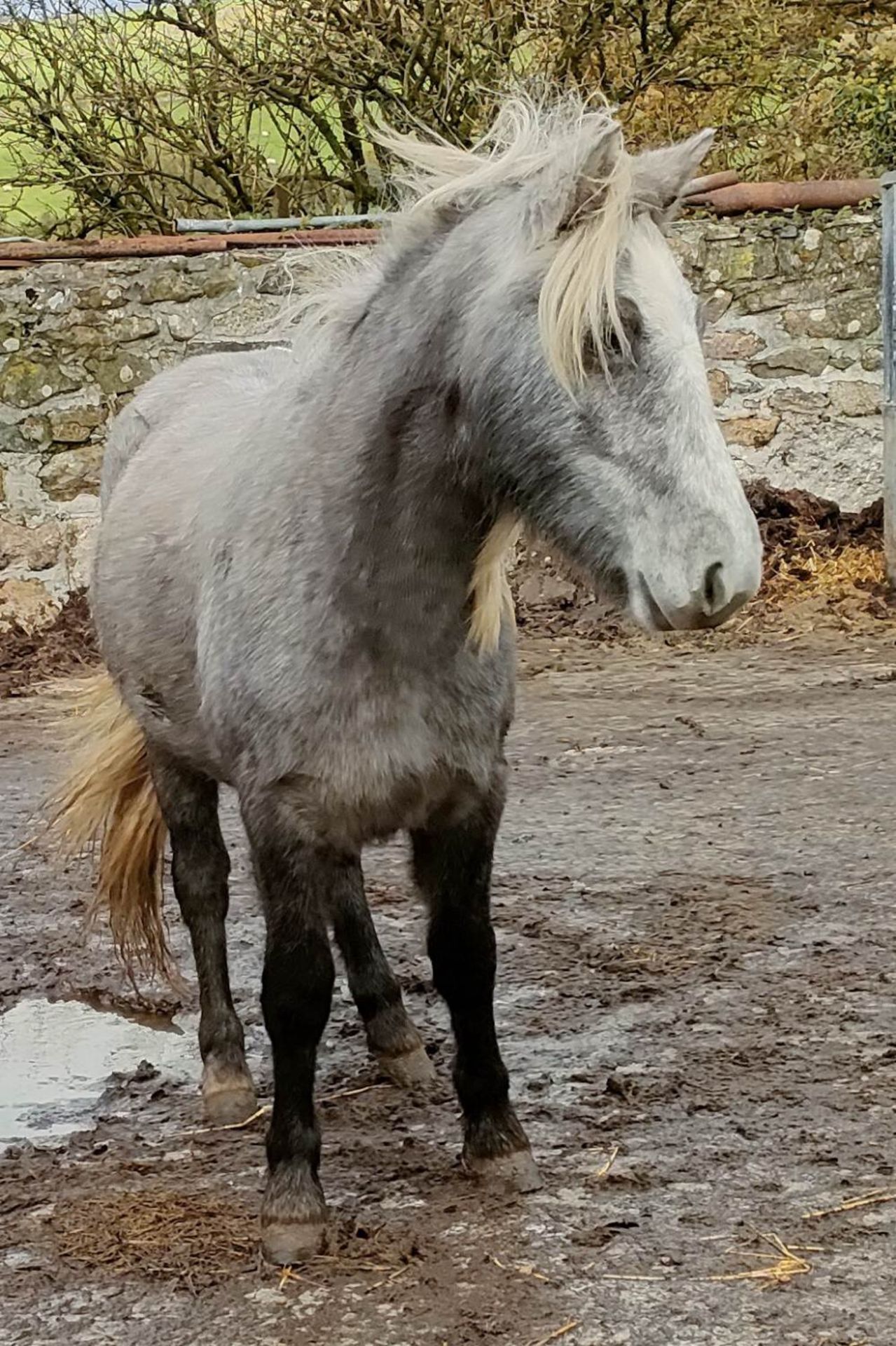 'GODSWORTHY' DARTMOOR HILL PONY GREY FILLY APPROX 18 MONTHS OLD - Image 6 of 10