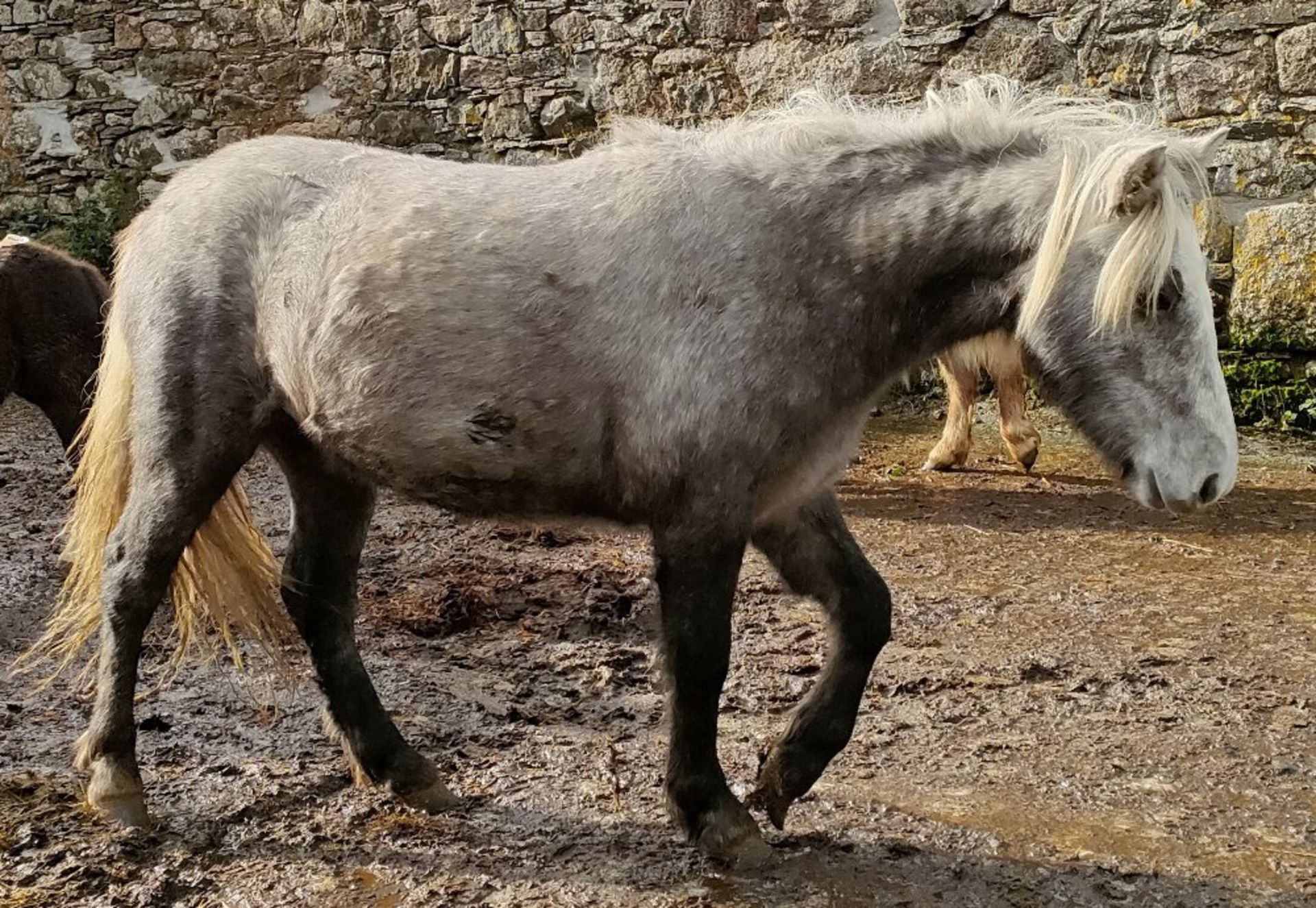 'GODSWORTHY' DARTMOOR HILL PONY GREY FILLY APPROX 18 MONTHS OLD - Image 3 of 10