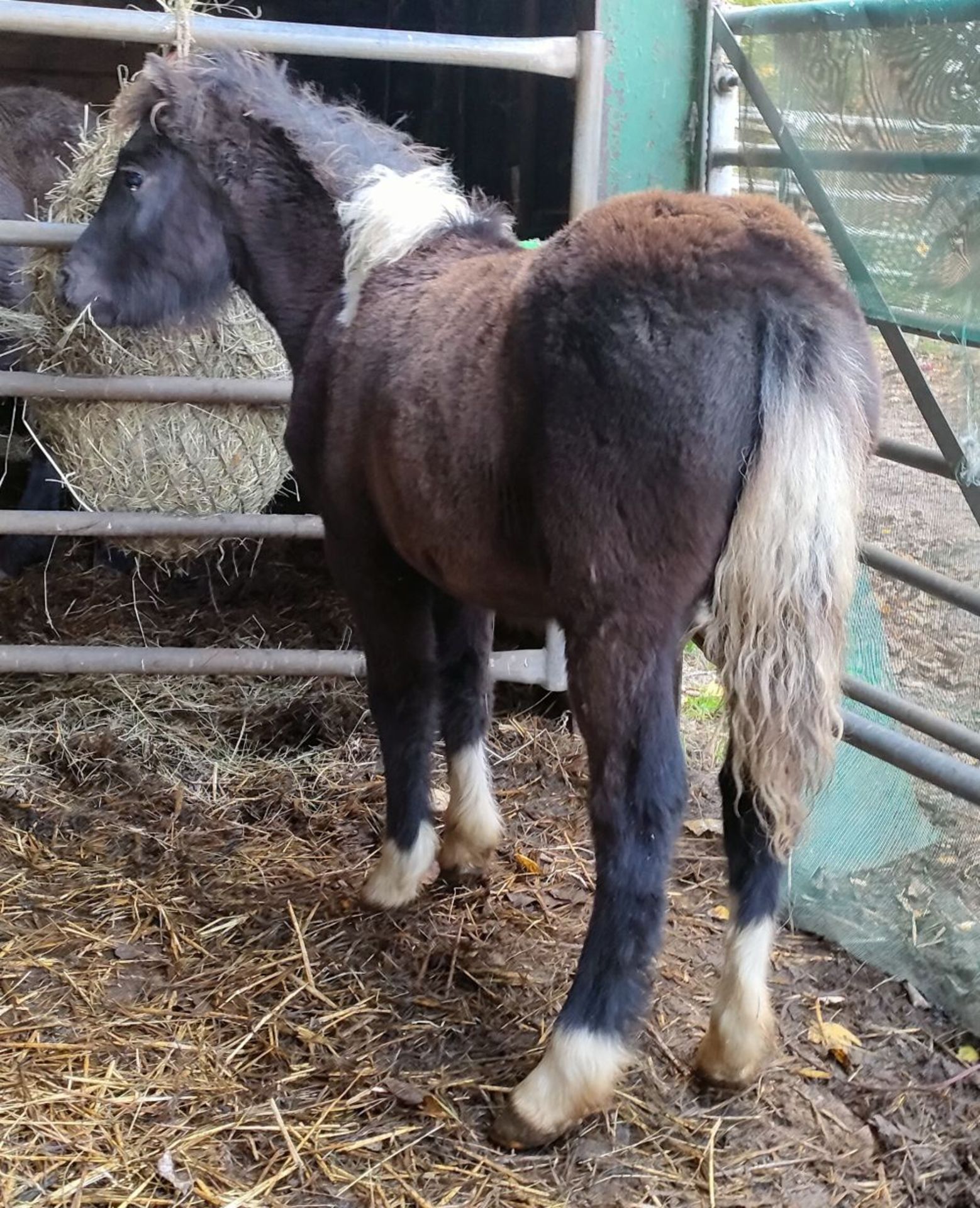 'CATOR' DARTMOOR HILL PONY PIEBALD FILLY FOAL - Image 8 of 10