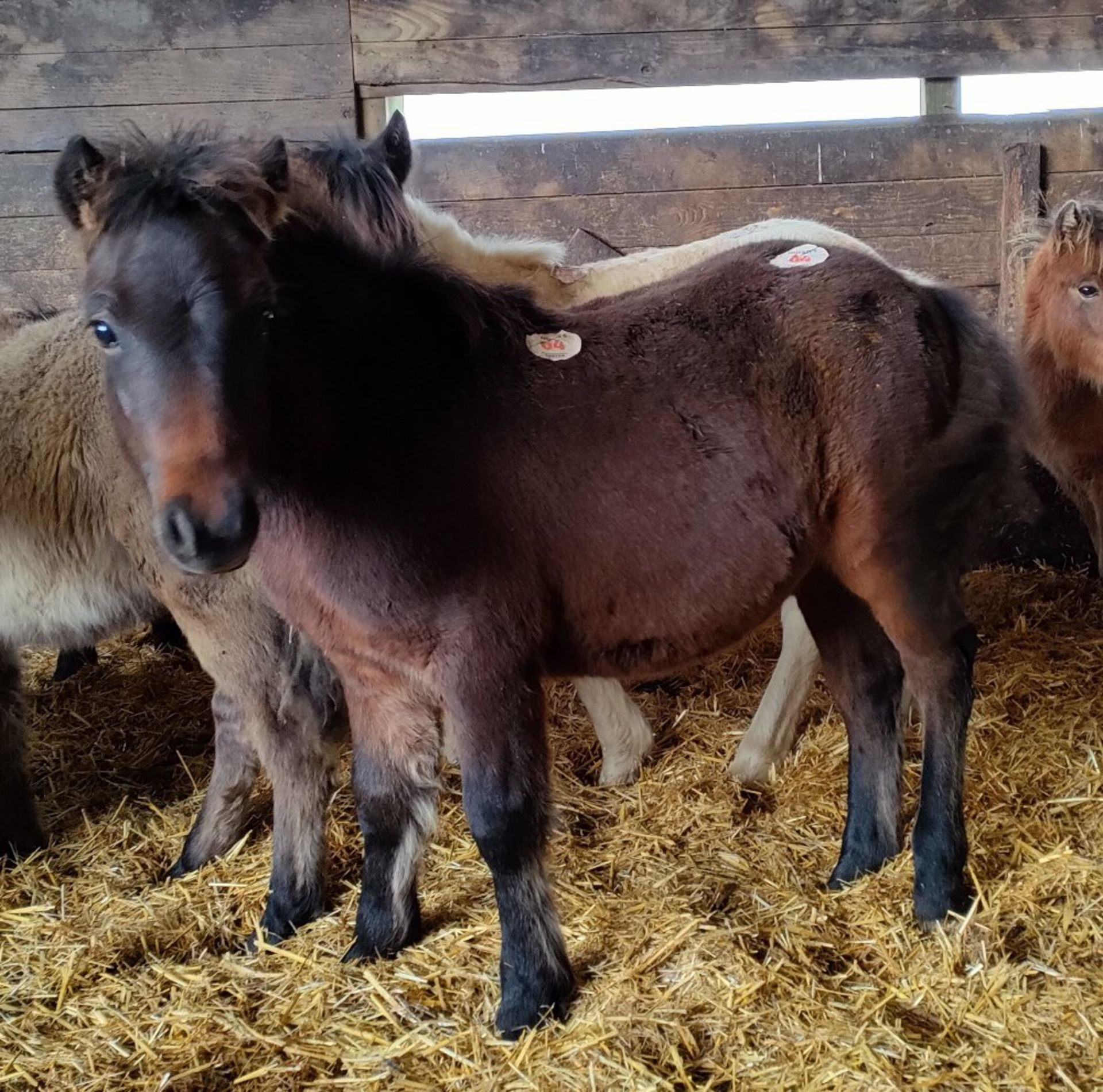 'VIXEN QUEEN'S PROTECTOR' SHETLAND X BAY COLT APPROX 6 MONTHS OLD - Image 2 of 7