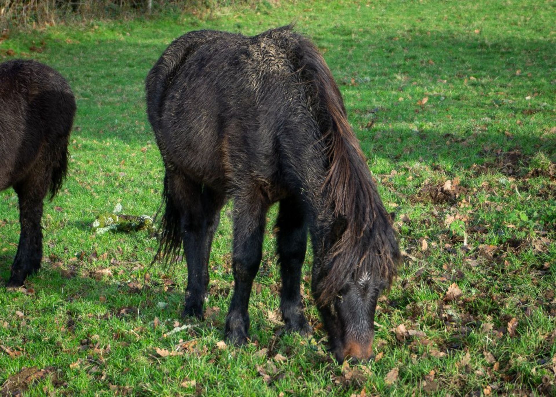 'LEIGH TOR' DARTMOOR HILL PONY BAY COLT APPROX 18 MONTHS OLD - Image 2 of 3