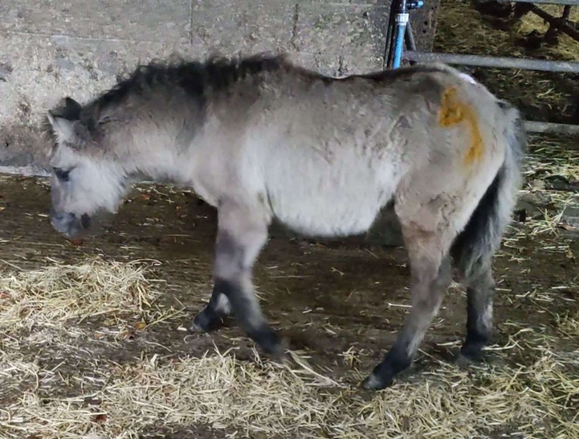 'VIXEN QUEEN'S LADY IN WAITING' SHETLAND X DUN FILLY APPROX 6 MONTHS OLD - Image 10 of 10