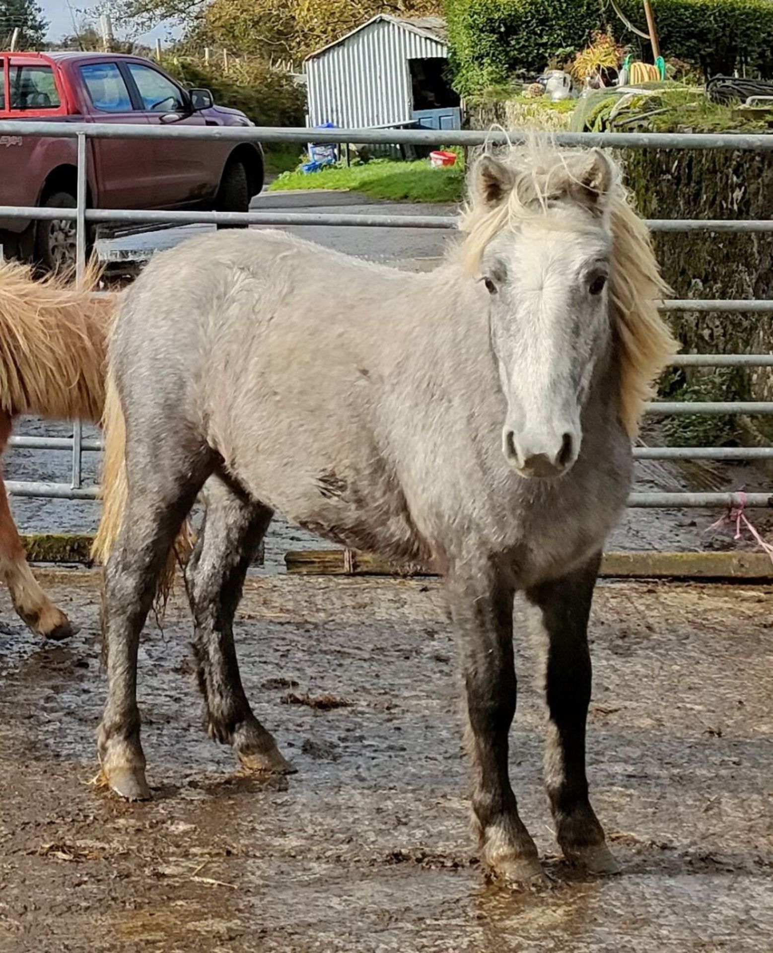 'GODSWORTHY' DARTMOOR HILL PONY GREY FILLY APPROX 18 MONTHS OLD - Image 2 of 10