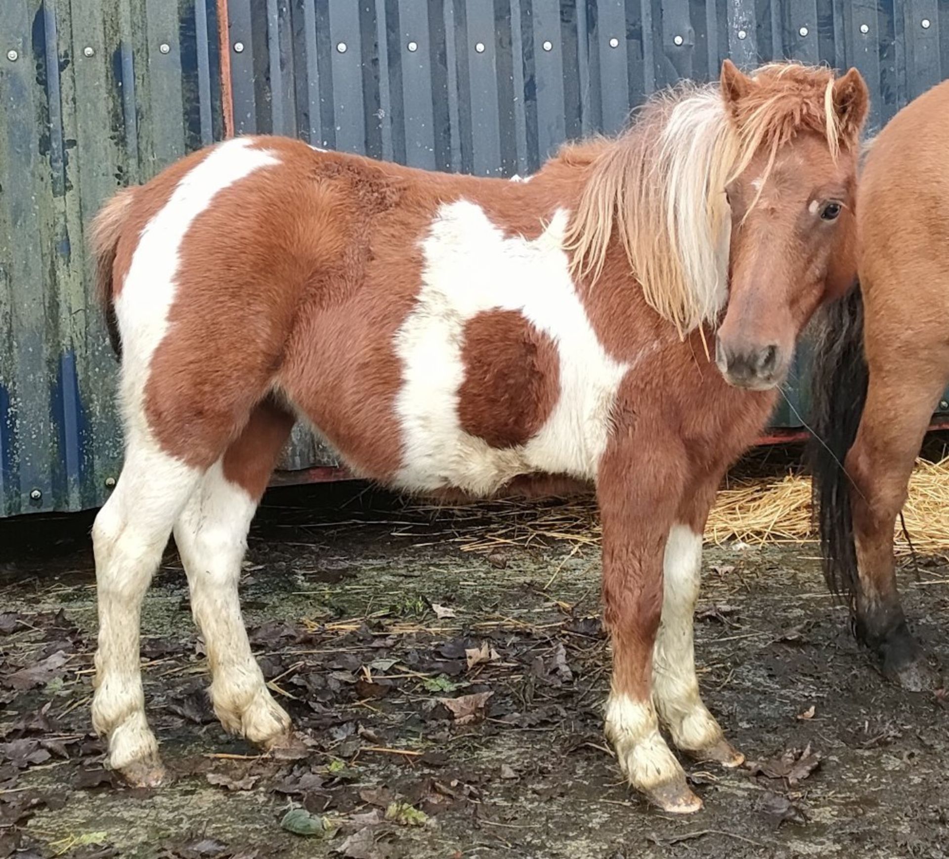 'GODSWORTHY' DARTMOOR HILL PONY SKEWBALD FILLY APPROX 18 MONTHS OLD